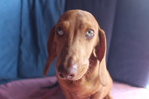 Teckel standard mascul - imagine 2