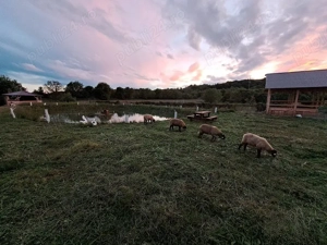 Teren intravilan 3843 mp de vanzare in Curtea de Arges - imagine 8