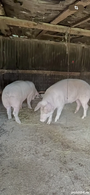 Porci dr taiat  140-160 kg 