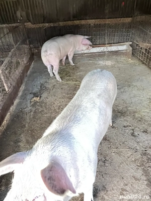 Porci dr taiat  140-160 kg  - imagine 3