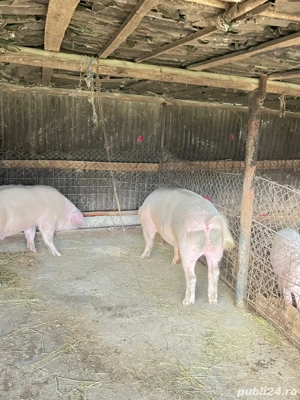 Porci dr taiat  140-160 kg  - imagine 4