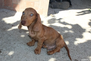 Teckel standard mascul - imagine 4