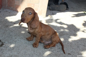 Teckel standard mascul - imagine 3