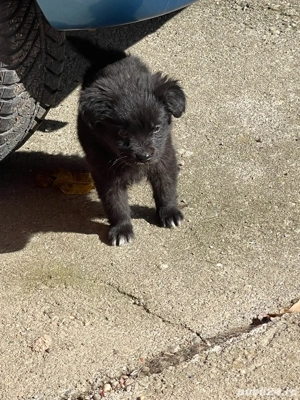 Donez Catei !  - imagine 4