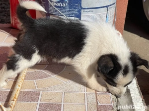 Donez Catei !  - imagine 2