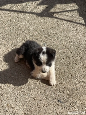 Donez Catei !  - imagine 5