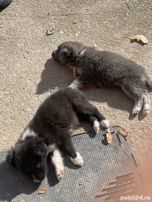 Donez Catei !  - imagine 3