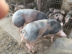 Vând porci pietrain - imagine 2