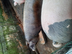 Porci de vanzare - imagine 3