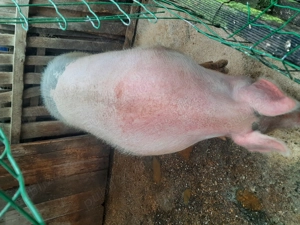 Porci de vanzare  - imagine 2