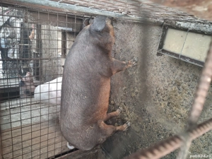 purcea 200+ duroc  - imagine 3