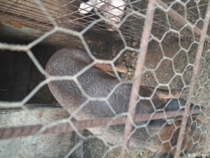 purcea 200+ duroc  - imagine 2