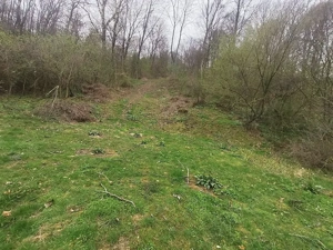 Teren 3100 mp si padure in Curtea de Arges zona Cuza Voda - imagine 7 Teren 3100 mp si padure in Curtea de Arges zona Cuza Voda - imagine 7