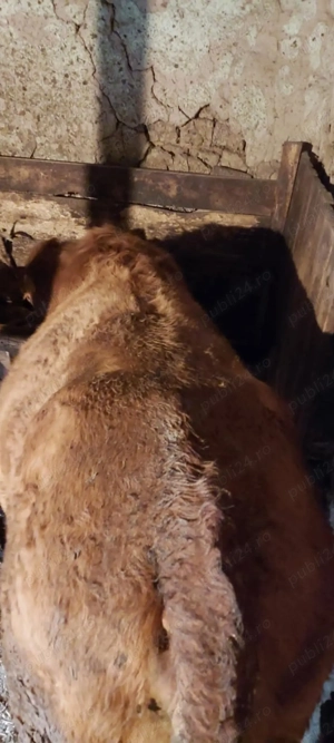 De vanzare junica angus - imagine 2