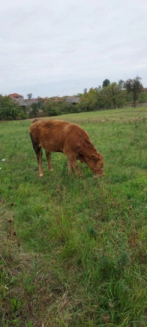 De vanzare junica angus