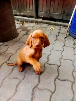 Vânzare câini de vanstoare - imagine 3