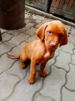 Vânzare câini de vanstoare