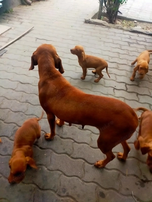 Vânzare câini de vanstoare - imagine 2