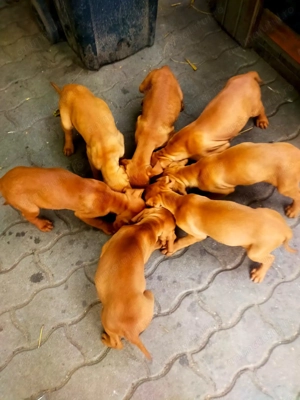 Vânzare câini de vanstoare - imagine 4