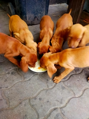 Vânzare câini de vanstoare - imagine 5