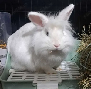 Iepuraș CAP DE LEU - femelă