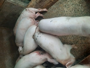 Por i de vanzare - imagine 4