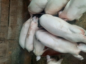 Por i de vanzare - imagine 3