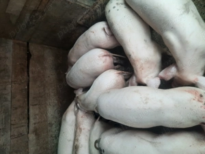 Por i de vanzare - imagine 2