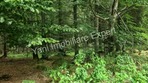 Teren de vânzare în apropiere de Transfăgărășan și Valea Vâlsanului. - imagine 19