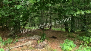 Teren de vânzare în apropiere de Transfăgărășan și Valea Vâlsanului. - imagine 18