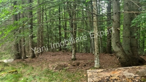 Teren de vânzare în apropiere de Transfăgărășan și Valea Vâlsanului. - imagine 20