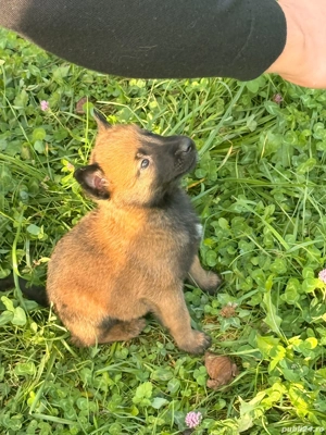 vand ciobanesc belgian  - imagine 3 vand ciobanesc belgian  - imagine 3