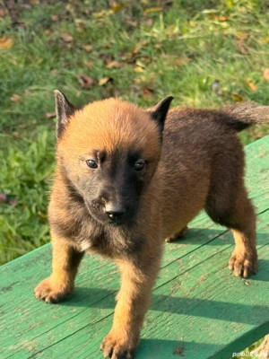 vand ciobanesc belgian  - imagine 2 vand ciobanesc belgian  - imagine 2