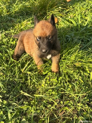 vand ciobanesc belgian  - imagine 4 vand ciobanesc belgian  - imagine 4