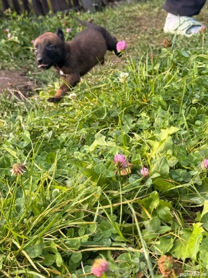 vand ciobanesc belgian  - imagine 5 vand ciobanesc belgian  - imagine 5