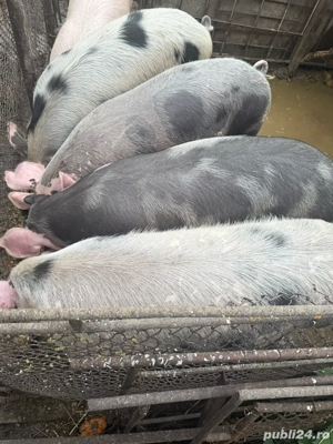 Porci de vanzare  - imagine 2