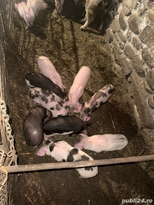 Porci de vanzare  - imagine 3