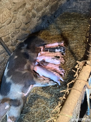 Porci de vanzare  - imagine 4