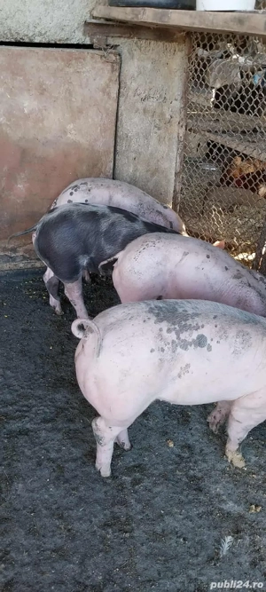 vand purcei - imagine 3