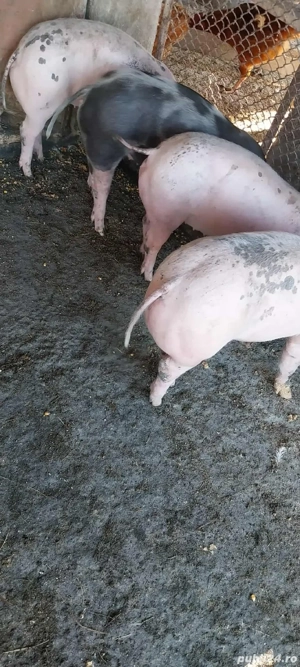 vand purcei - imagine 4