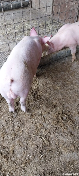 vand purcei - imagine 5