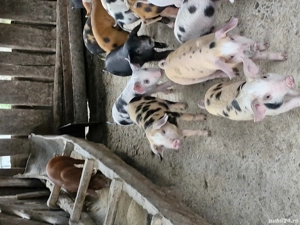 Vând purcei frumoși 