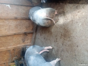 vand unul din doi porc sau purcea  - imagine 5 vand unul din doi porc sau purcea  - imagine 5