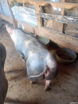 vand unul din doi porc sau purcea  - imagine 2 vand unul din doi porc sau purcea  - imagine 2