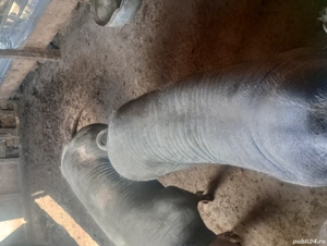 vand unul din doi porc sau purcea  - imagine 4 vand unul din doi porc sau purcea  - imagine 4