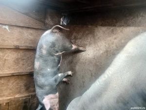 vand unul din doi porc sau purcea  - imagine 3 vand unul din doi porc sau purcea  - imagine 3