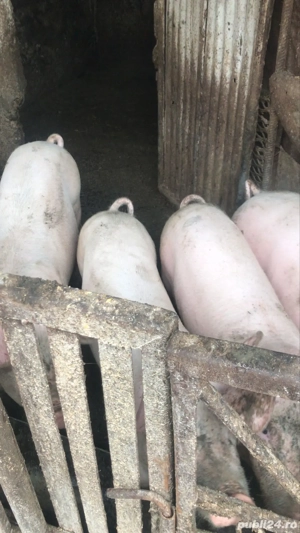 de vanzare doi porci castrati - imagine 2