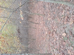 Platani de vănzare ...