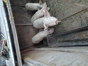 Godaneii de vanzare - imagine 3 Godaneii de vanzare - imagine 3