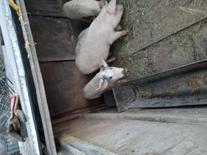 Godaneii de vanzare - imagine 2 Godaneii de vanzare - imagine 2